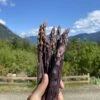 Sweet Purple Asparagus