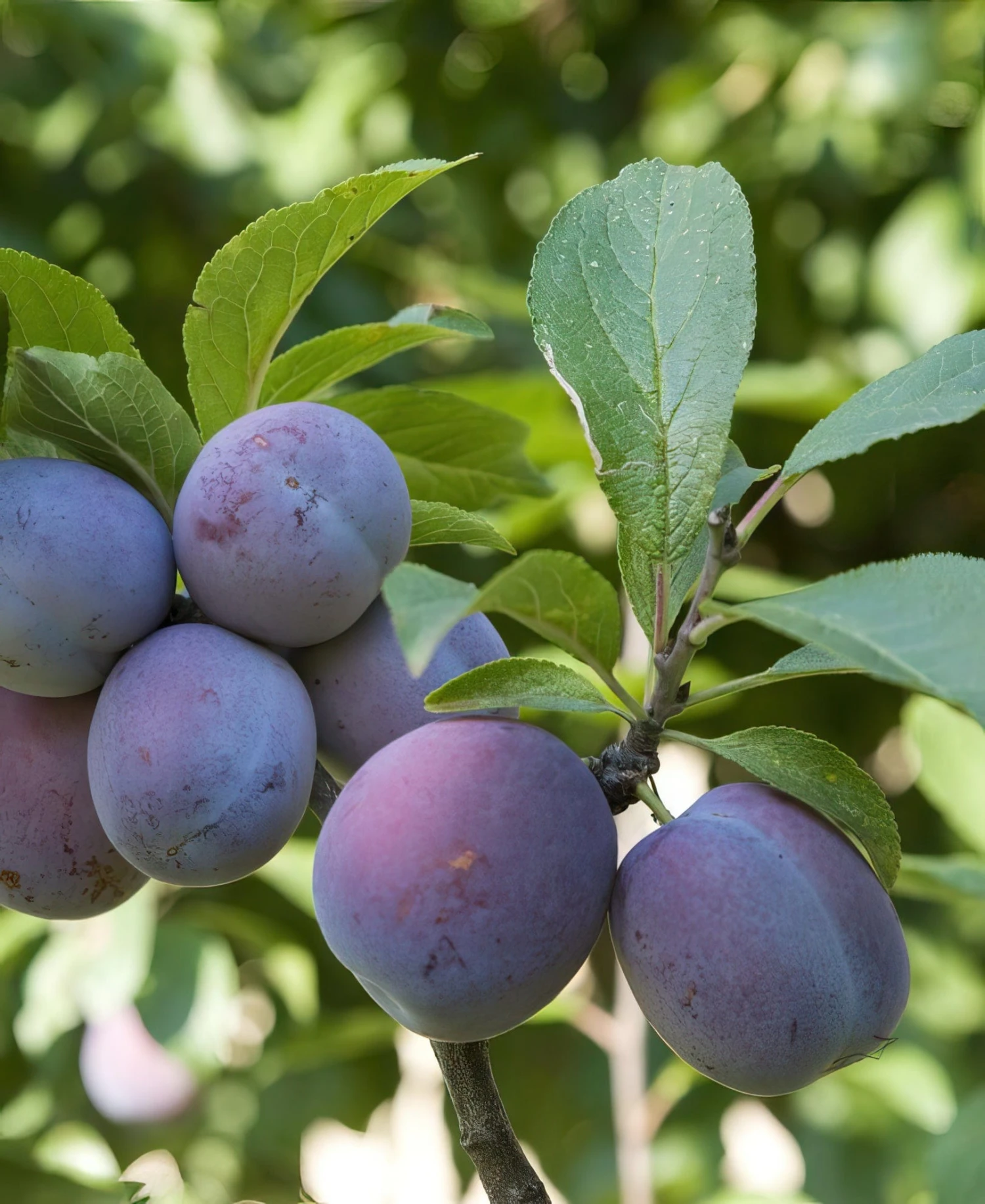 Italian Prune European Plum 1 Italian Prune European Plum