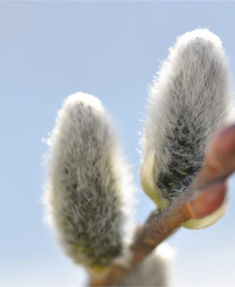 Japanese Pussywillow 1 Japanese Pussywillow