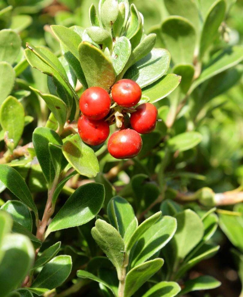 Kinnikinnick 1 Kinnikinnick