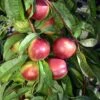 Kreibich Nectarine