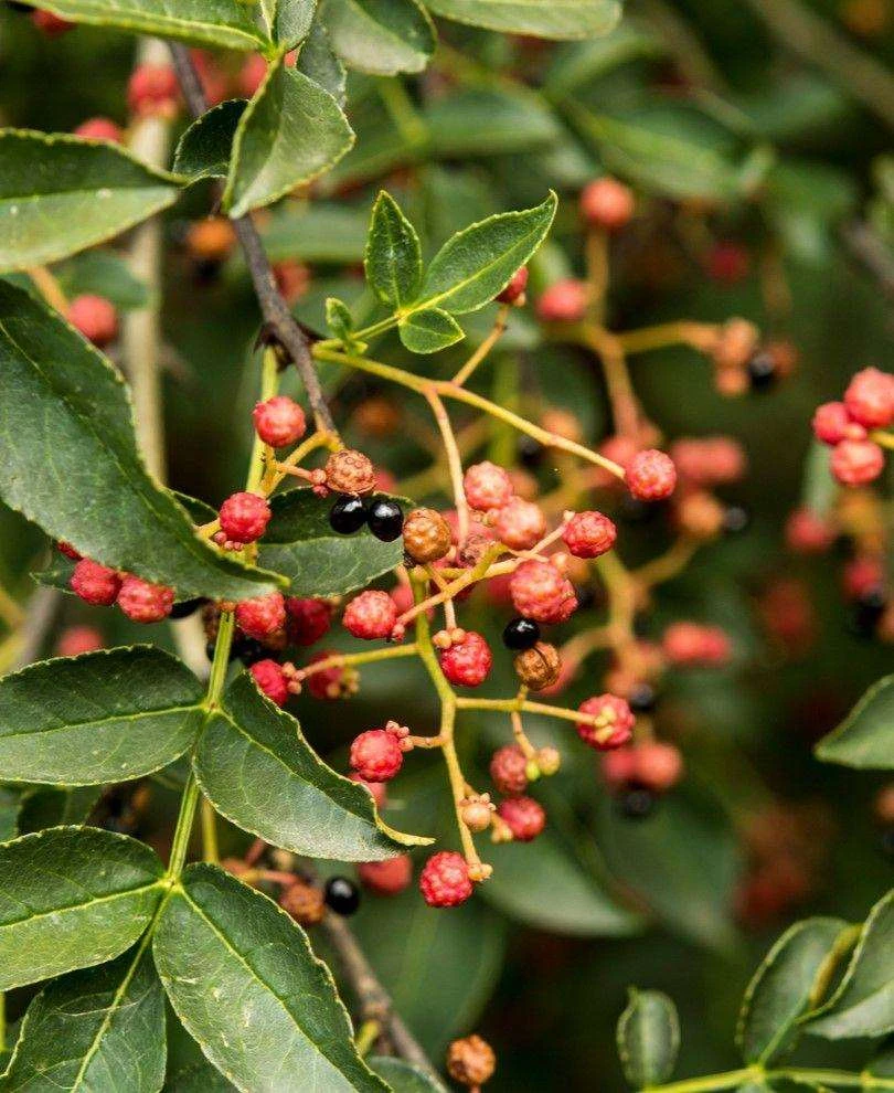 Sechuan Pepper 1 Sechuan Pepper