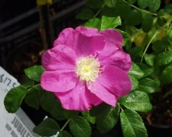 Jubilee Rosa Rugosa