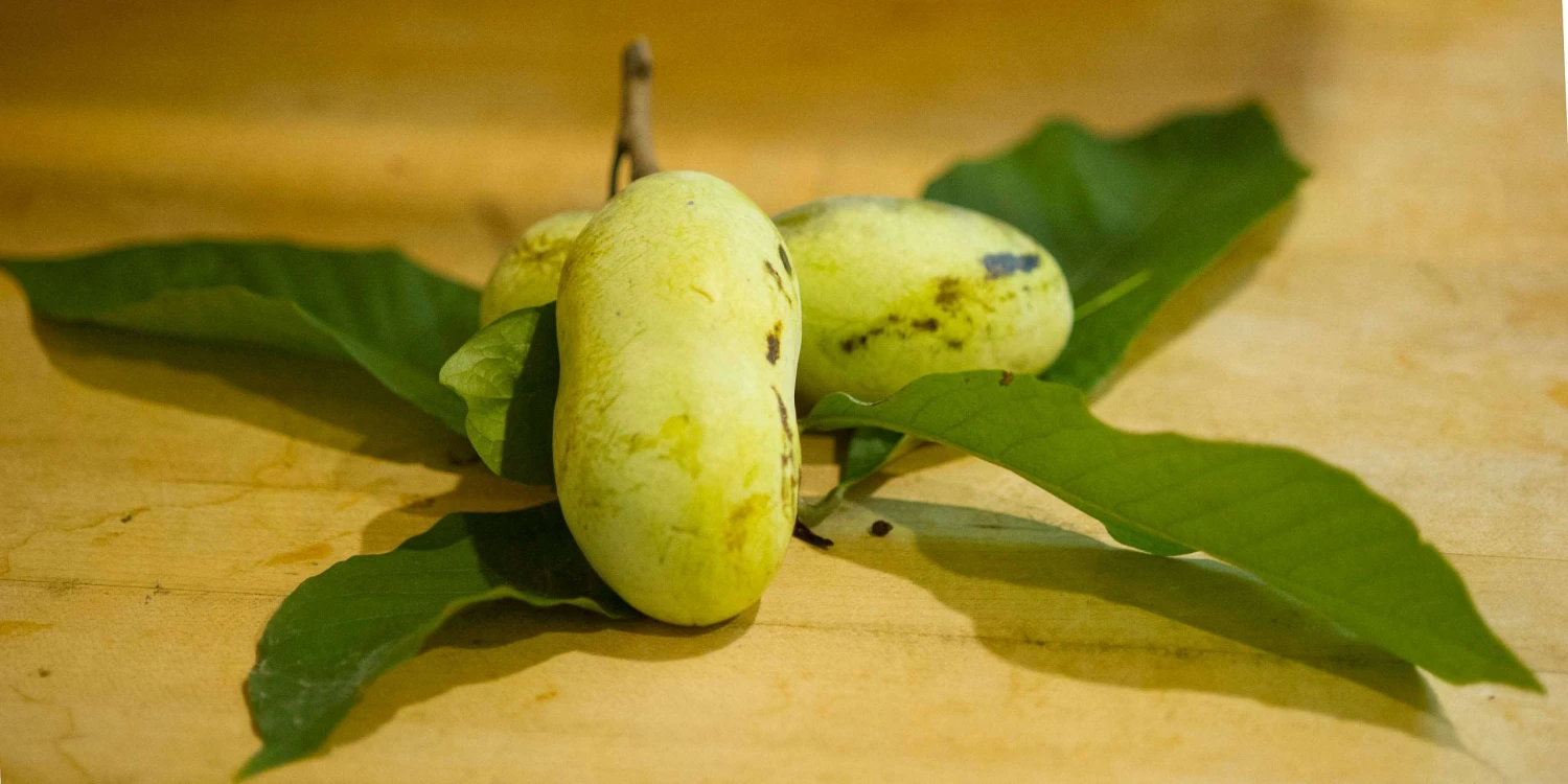 Mango Paw Paw 1 Mango Paw Paw