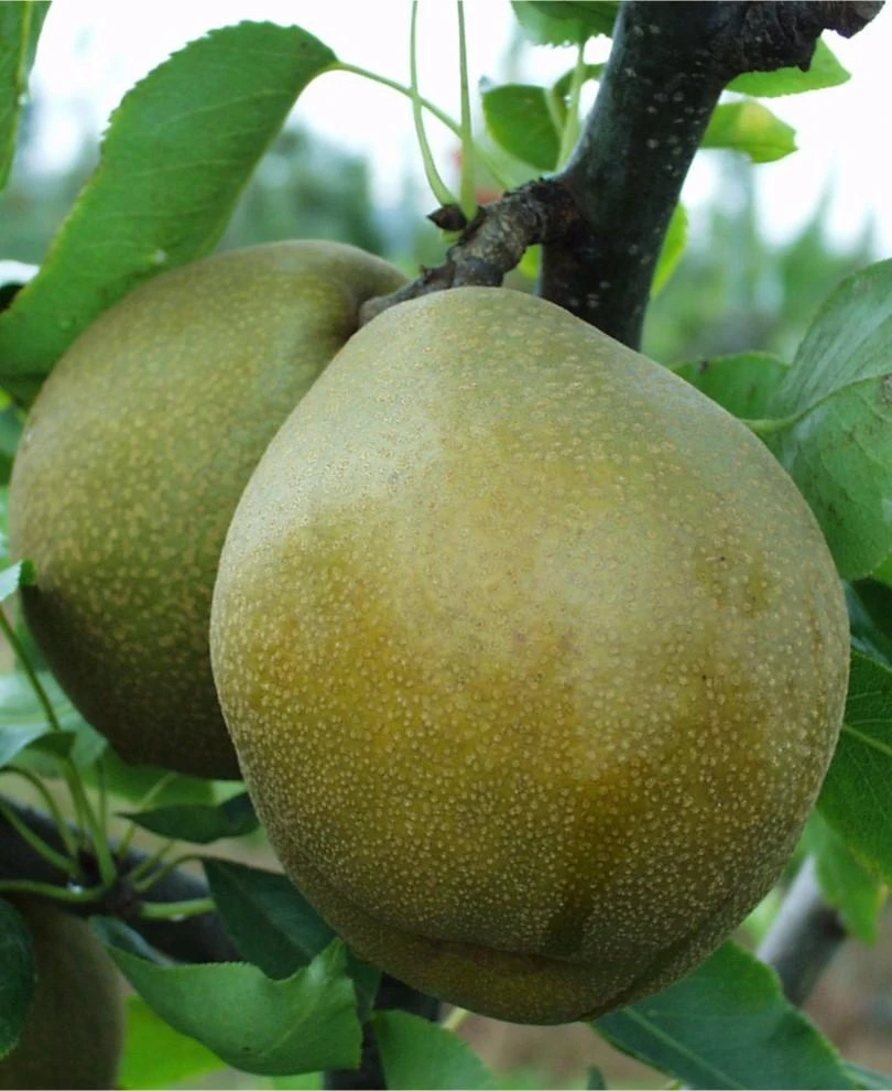 Mishirasu Asian Pear 1 Mishirasu Asian Pear