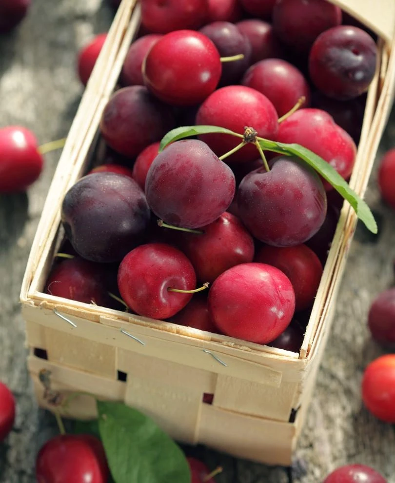 Nadia Cherry Plum 1 Nadia Cherry Plum