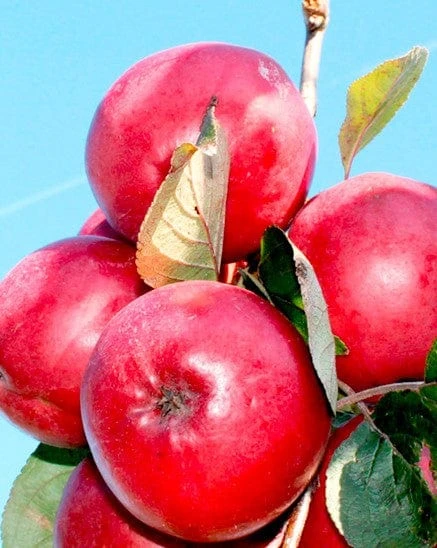 Redlove® Odysso 2 Redlove® Odysso - Image 2