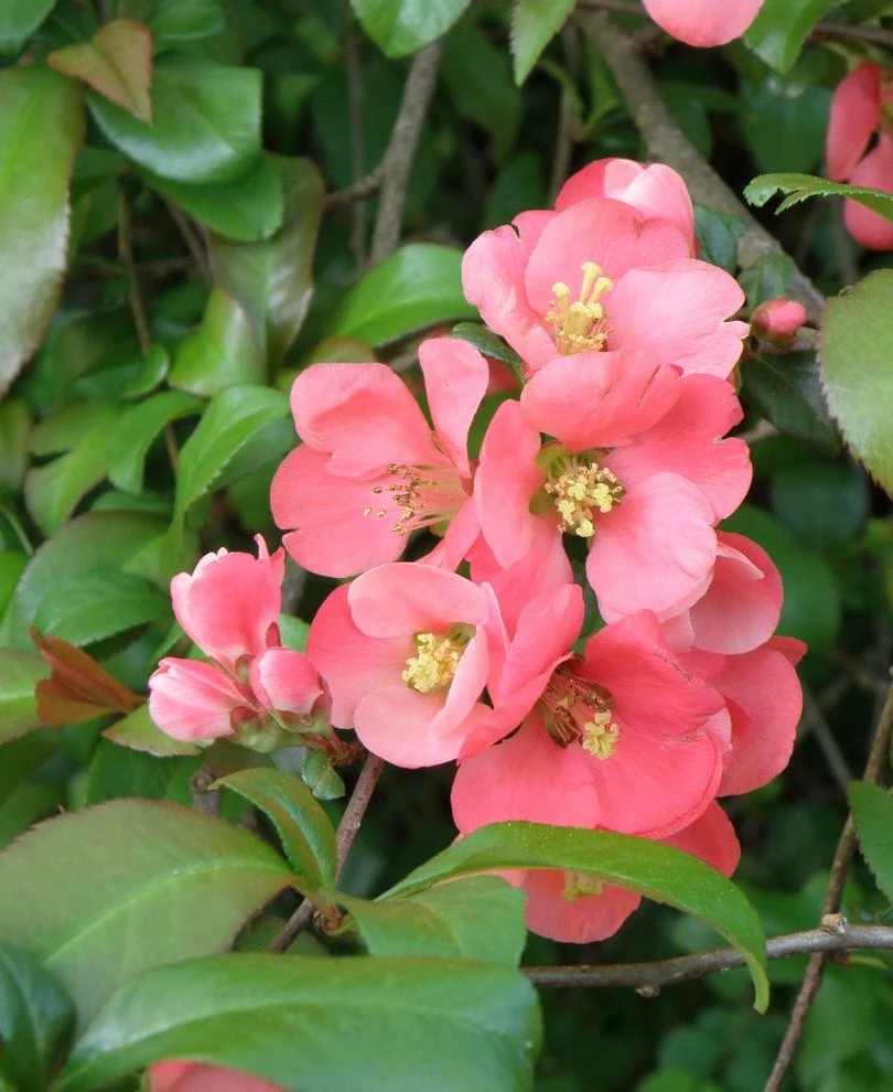 Old Homestead Flowering Quince 1 Old Homestead Flowering Quince
