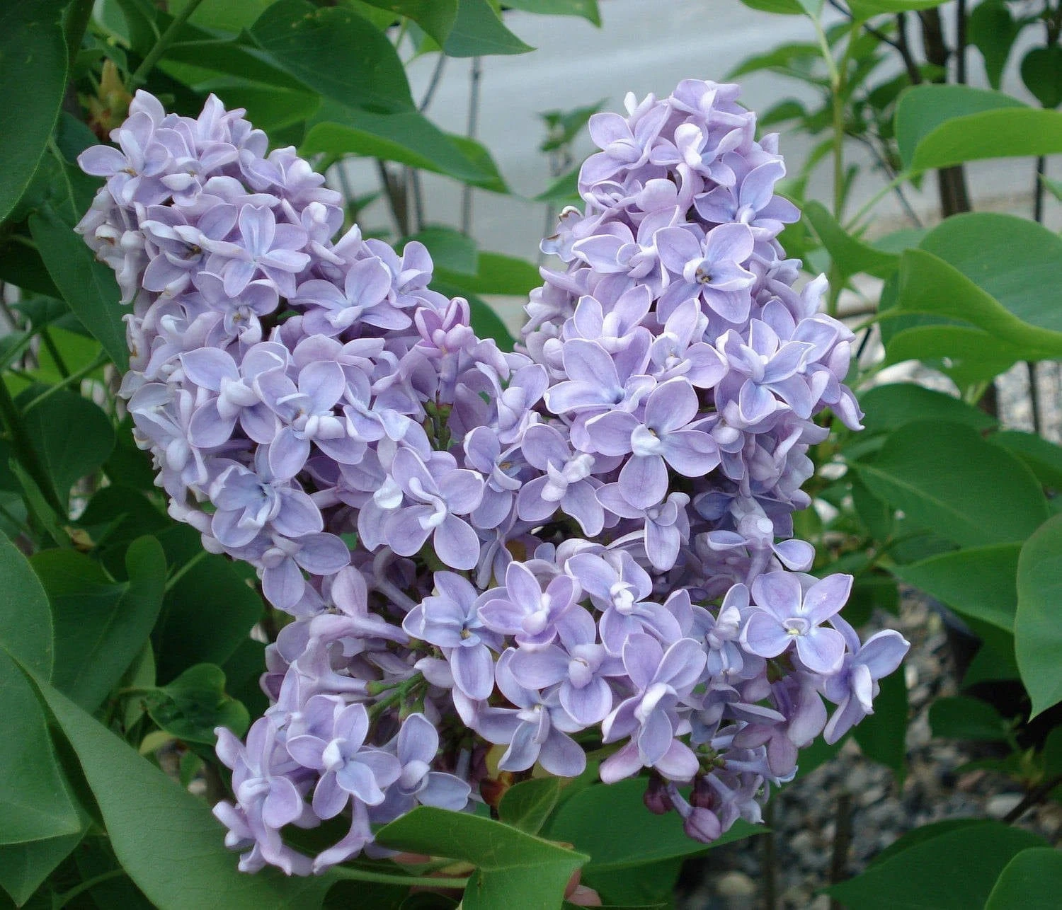 President Grevy Lilac 1 President Grevy Lilac