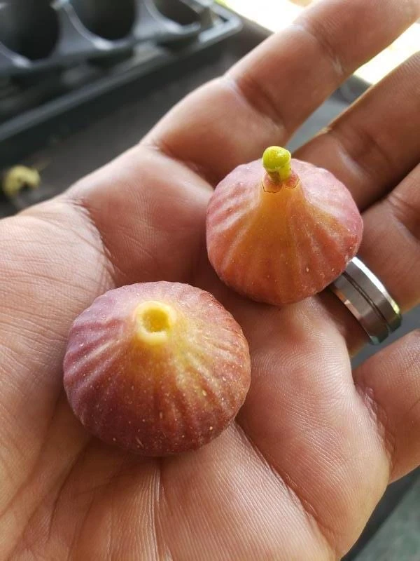 Little Ruby Fig 2 Little Ruby Fig - Image 2