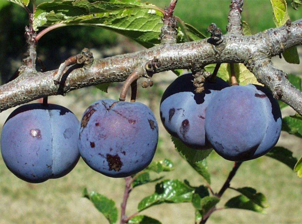 Purple Gage European Plum 1 Purple Gage European Plum