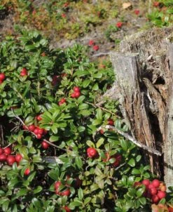 Scarlet Lingonberry