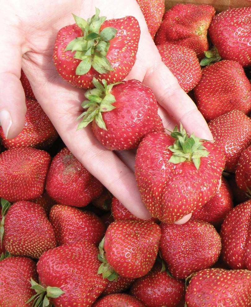 Seascape Strawberry Bundle (3 Packs) 1 Seascape Strawberry Bundle (3 Packs)