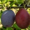 Seneca European Plum