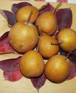 Seuri Asian Pear