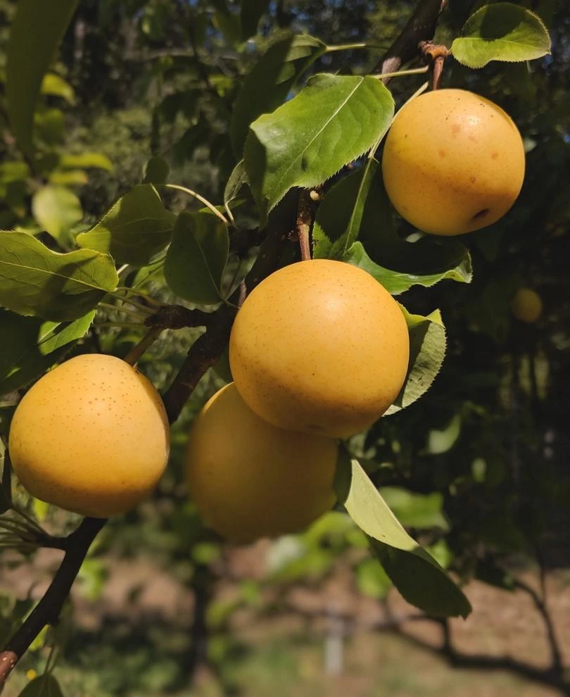 Shinseiki Asian Pear 1 Shinseiki Asian Pear