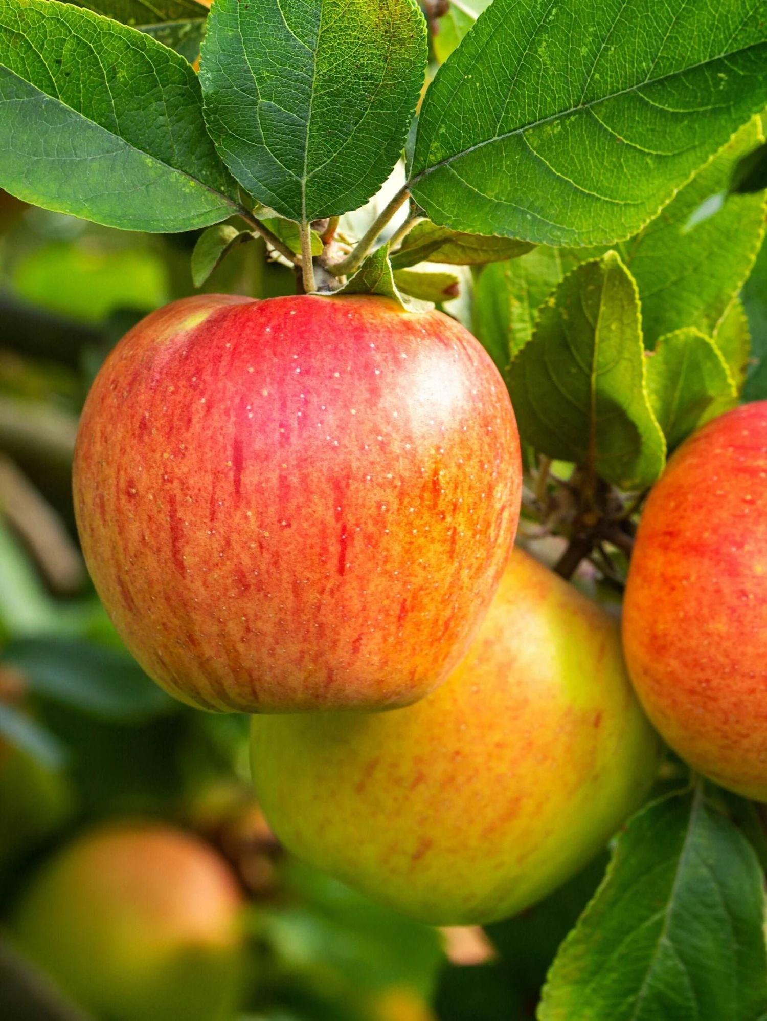 Tompkins King Apple Tree 1 Tompkins King Apple Tree