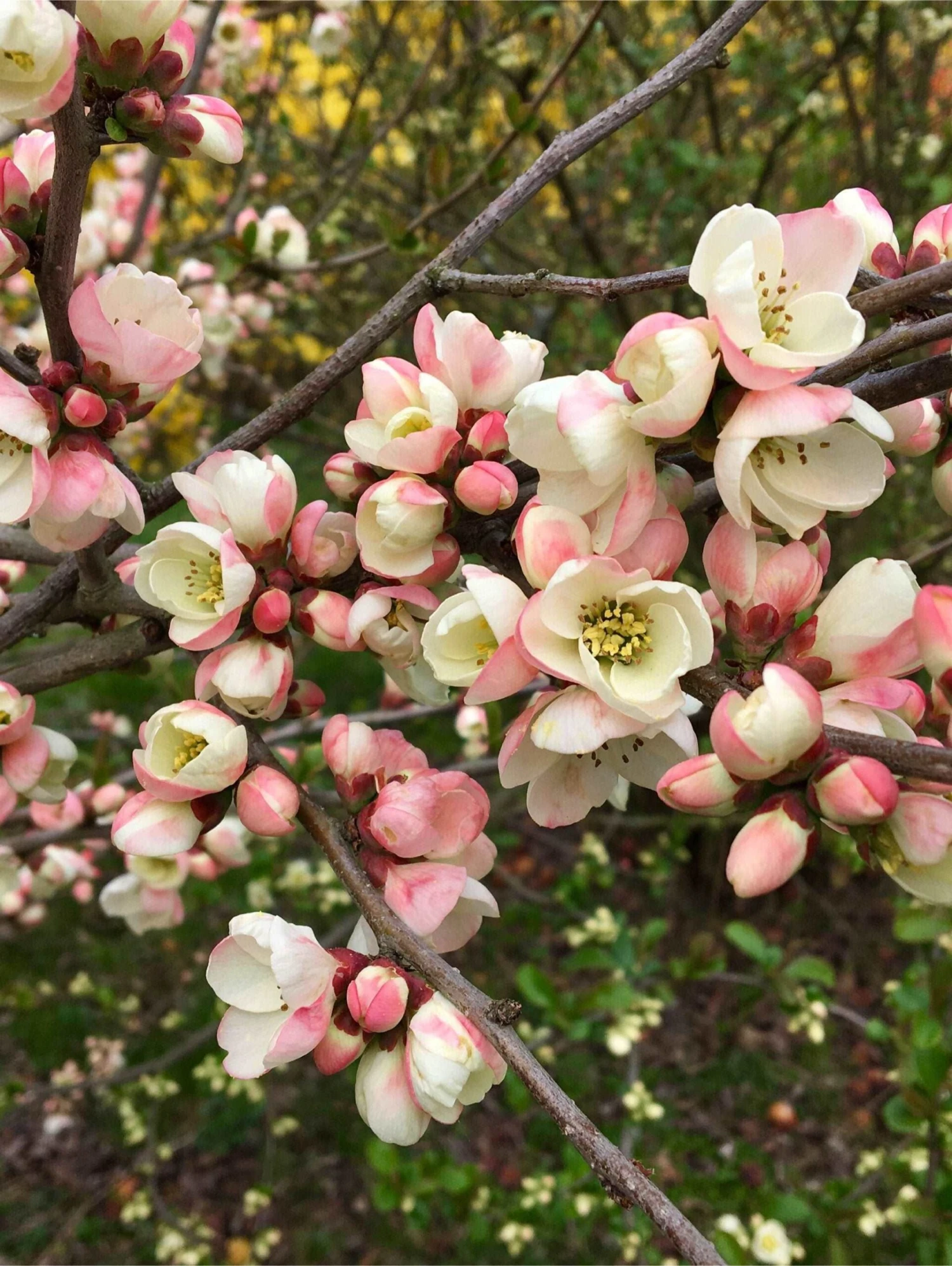 C. Cathayensis/Cathay Flowering Quince 1 C. Cathayensis/Cathay Flowering Quince