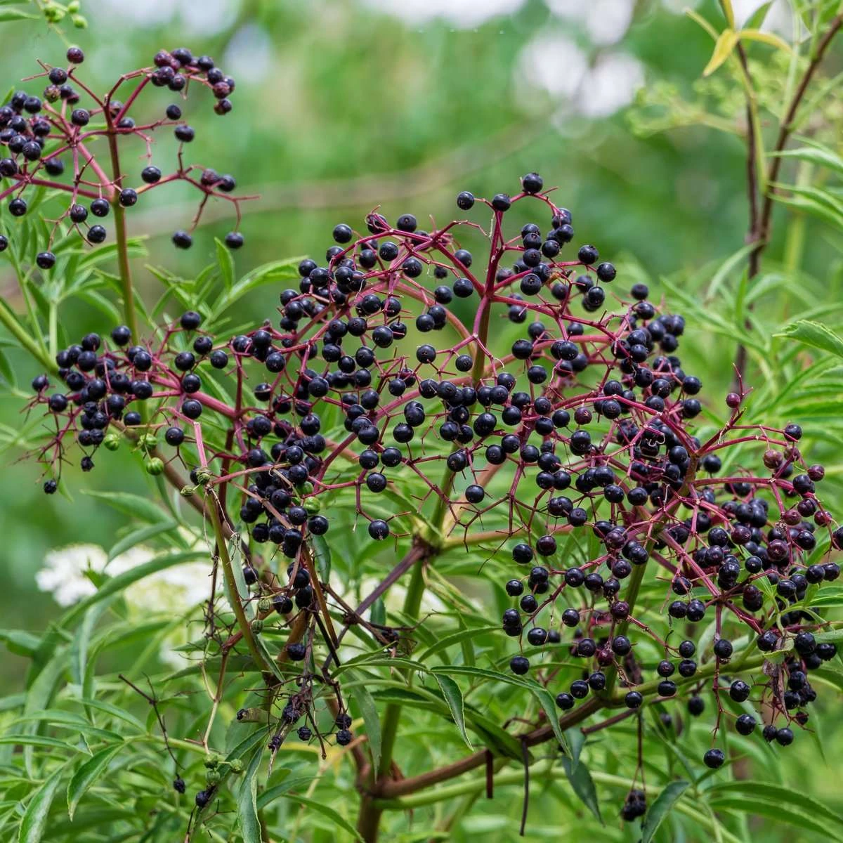 York Elderberry 1 York Elderberry