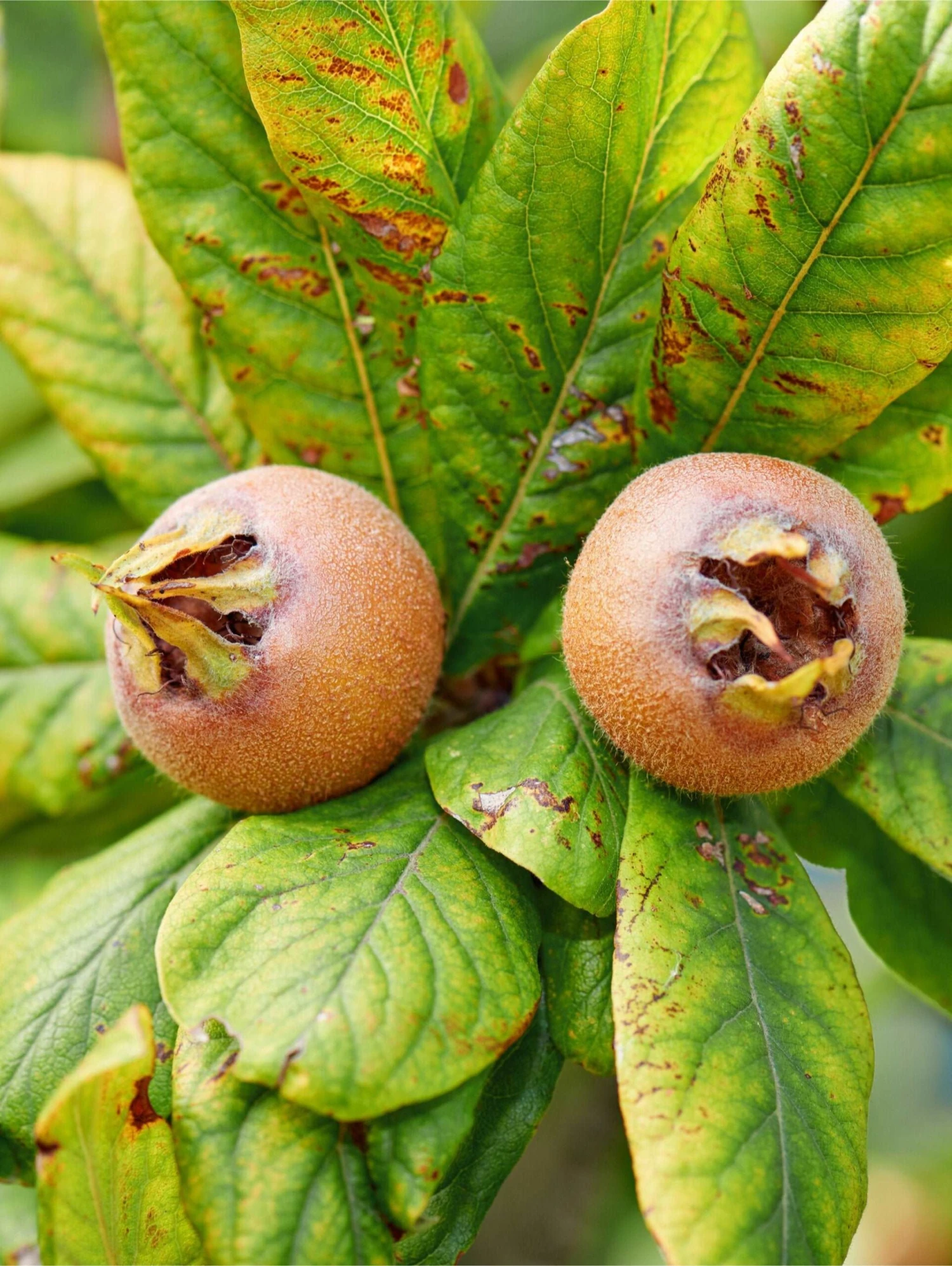 Monstrueuse De Evreinoff Medlar 1 Monstrueuse De Evreinoff Medlar