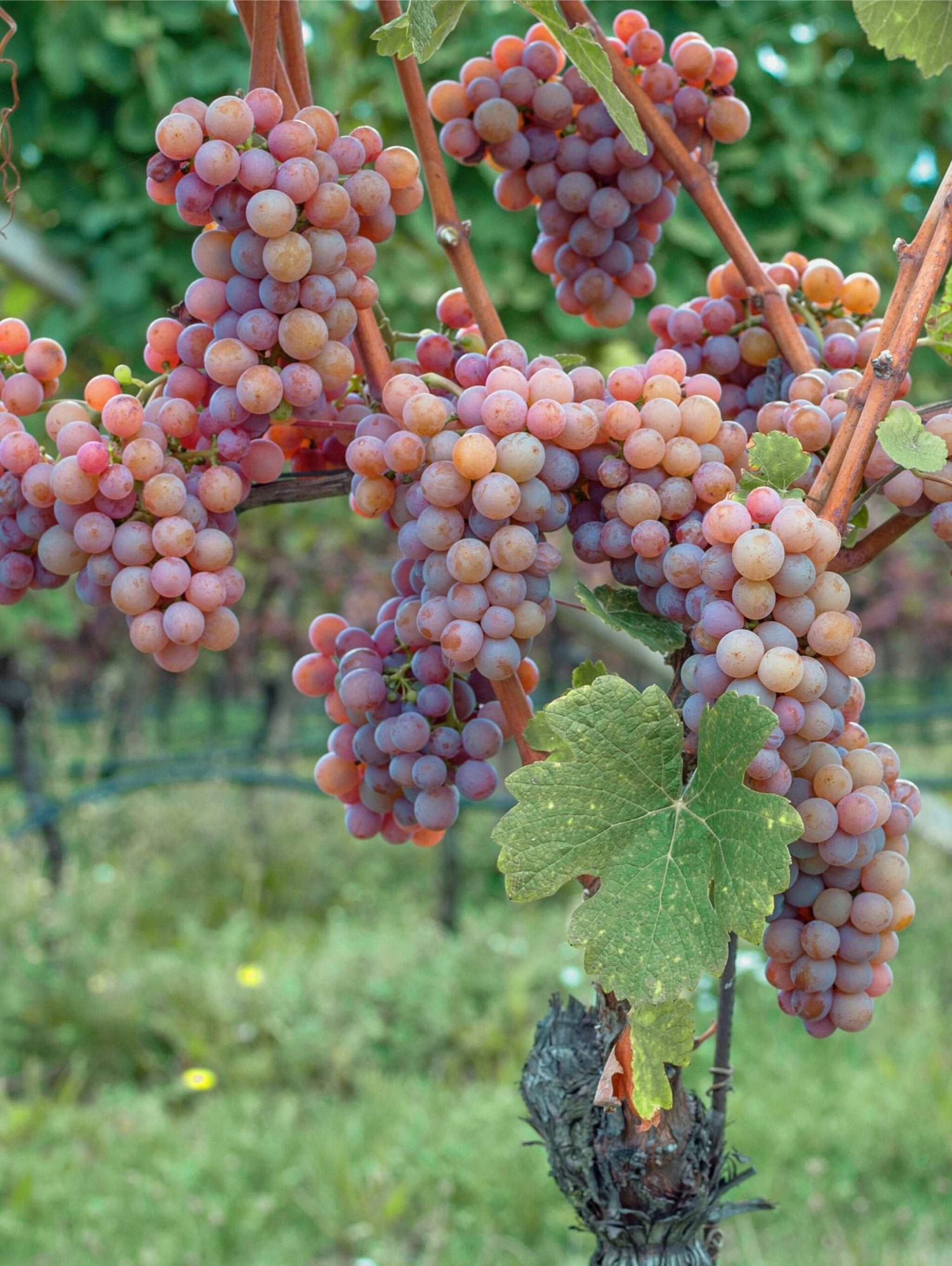 Gewurtztraminer Wine Grape 1 Gewurtztraminer Wine Grape