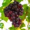 Reliance Grape
