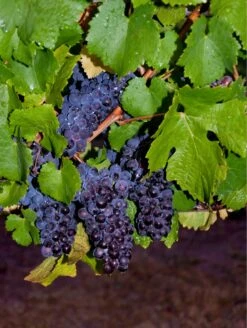 Pinot Precoce Grape