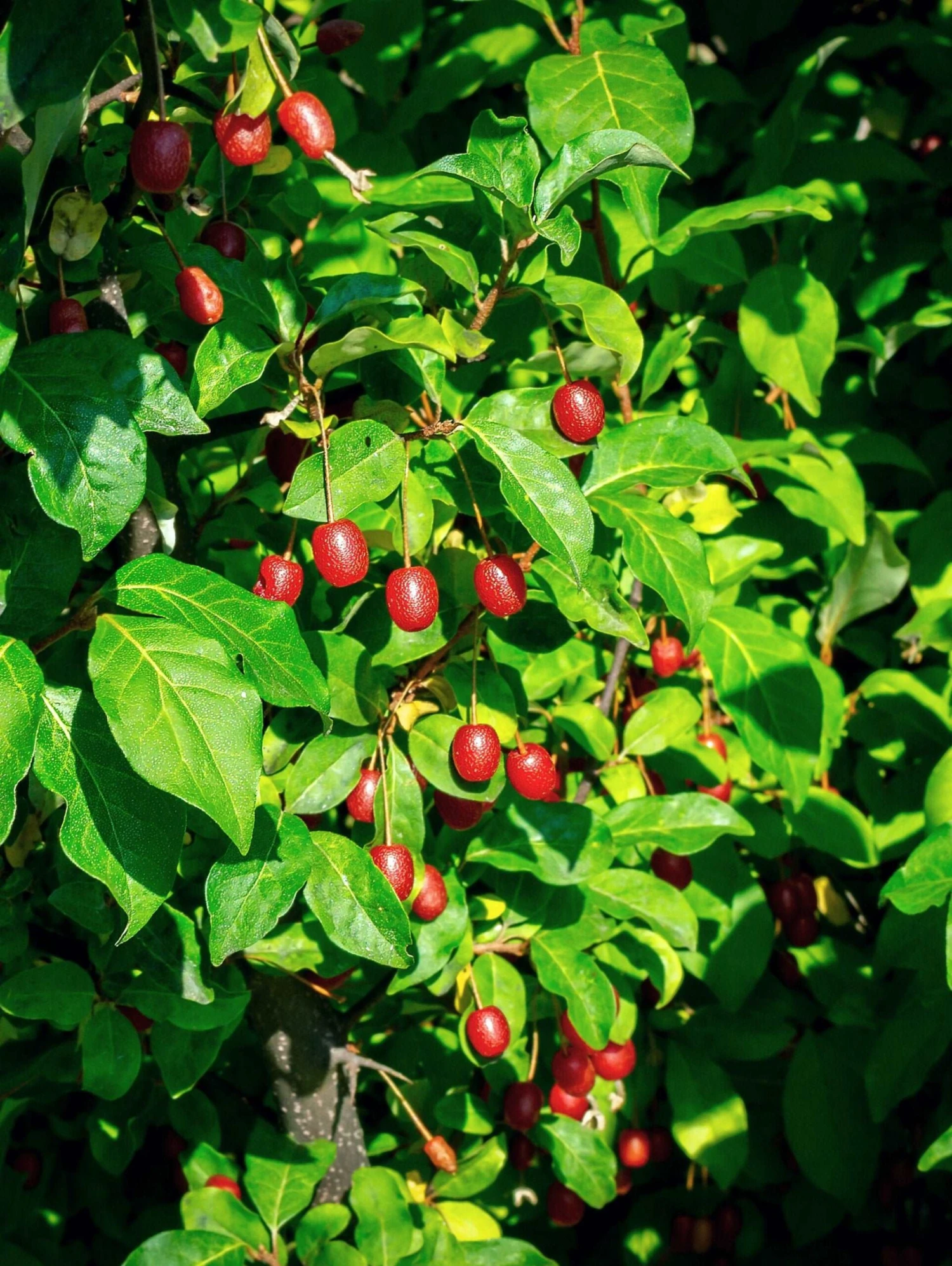 Raintree Select Goumi 1 Raintree Select Goumi