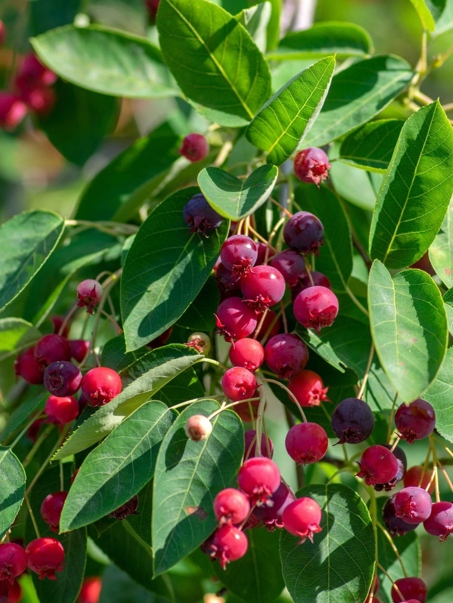 Autumn Brilliance Serviceberry 1 Autumn Brilliance Serviceberry