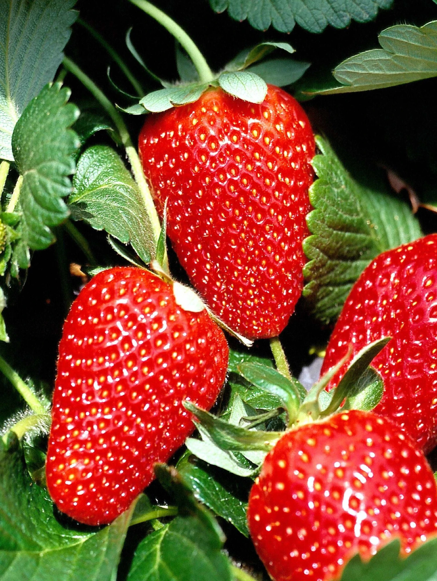 San Andreas Strawberry 1 San Andreas Strawberry