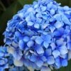 Forever Blue Hydrangea