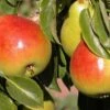 Gem European Pear