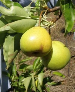 Hamese Asian Pear