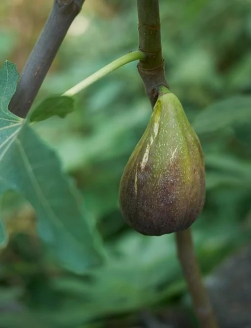 Raintree Brunswick Fig 1 Raintree Brunswick Fig