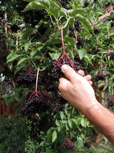 Samdal Elderberry 1 Samdal Elderberry