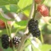 Kokuso Korean Mulberry