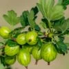 Invicta Gooseberry