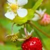 Profumata Musk Strawberry