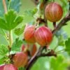 Jahn's Prairie Gooseberry