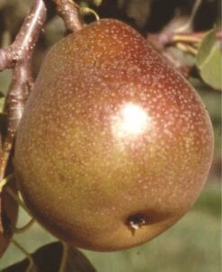 Honey Sweet European Pear