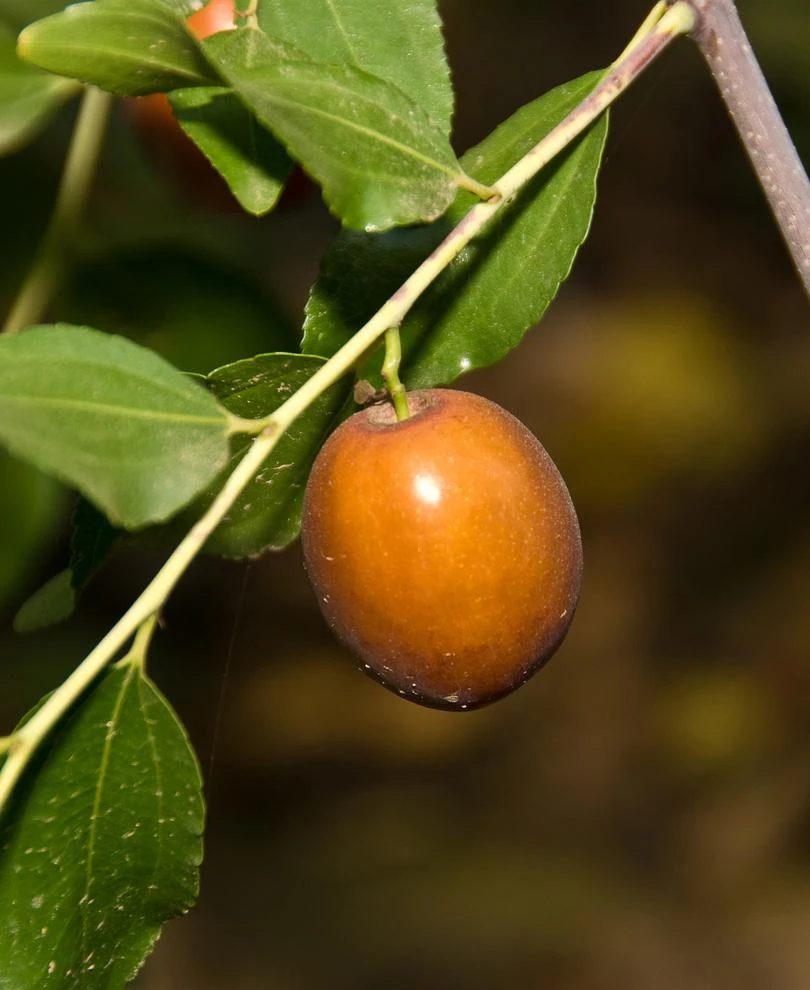 Sugar Cane Jujube 1 Sugar Cane Jujube