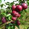 Honeycrisp And Spartan Apple Bundle (3 Trees)
