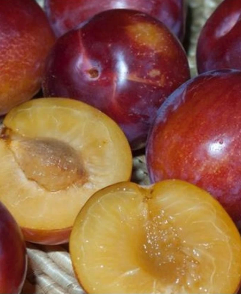 Sugar Twist Pluerry 1 Sugar Twist Pluerry