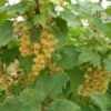 White Imperial White Currant