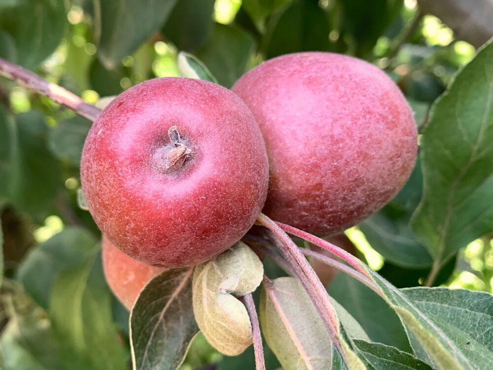 Front Page 13 Front Page -Alpha Shop Almata1